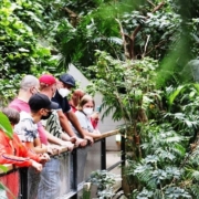 Die Besuchergruppe aus der FuBs steht an einem Geländer. Links und rechts von der Brücke/dem Weg wachsen üppige tropische Pflanzen.