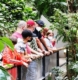 Die Besuchergruppe aus der FuBs steht an einem Geländer. Links und rechts von der Brücke/dem Weg wachsen üppige tropische Pflanzen.